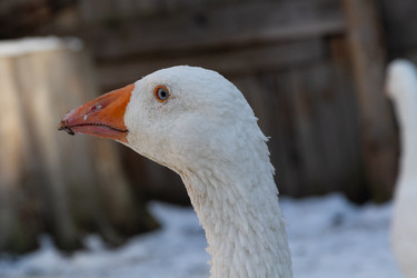 Similar image 21976280