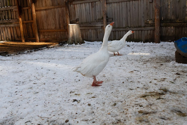 Similar image 21976281