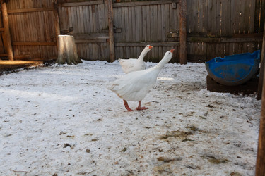 Similar image 21976282