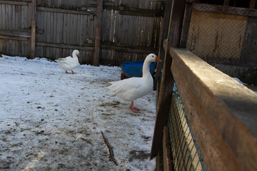 Similar image 21976283