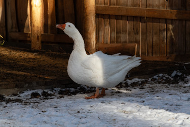 Similar image 21976284