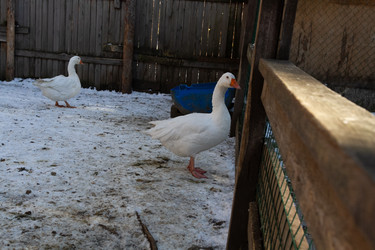 Similar image 21976285