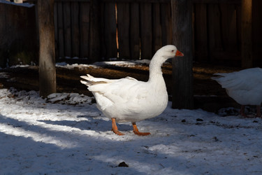 Similar image 21976287