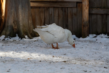 Similar image 21976288