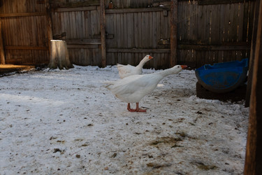 Similar image 21976289