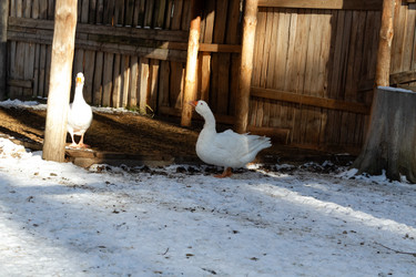 Similar image 21976290