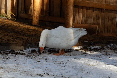 Similar image 21976291