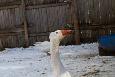 Similar image 21976293