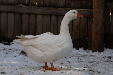 Similar image 21976294