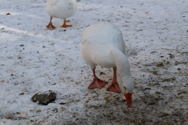 Similar image 21976295