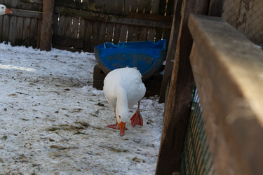 Similar image 21976296