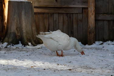 Similar image 21976297