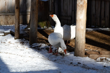 Similar image 21976298