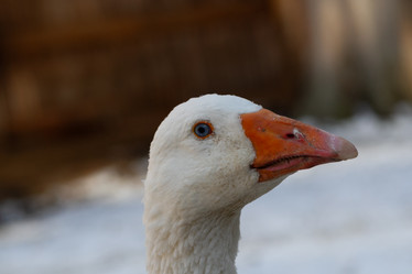 Similar image 21976299