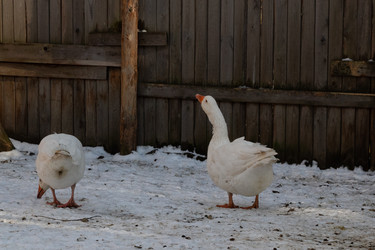 Similar image 21976300