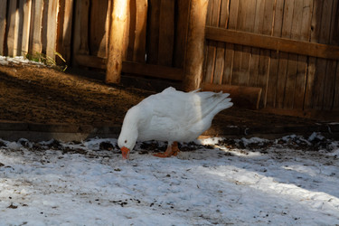 Similar image 21976301