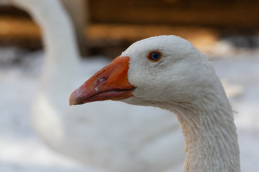 Similar image 21976302