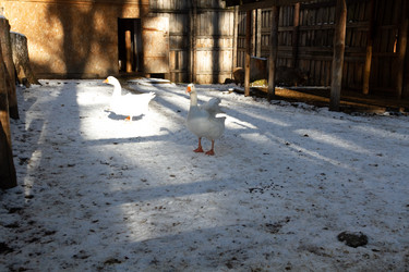 Similar image 21976303