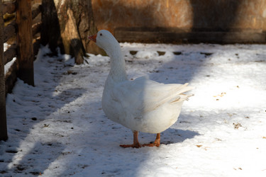 Similar image 21976554