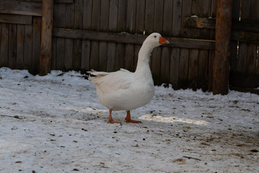 Similar image 21976557