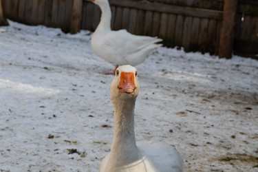 Similar image 21976558