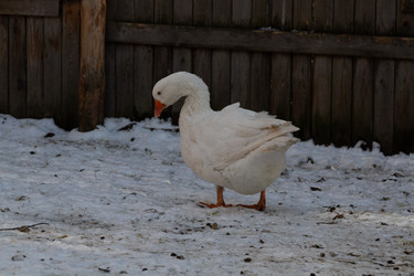 Similar image 21976559