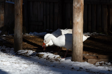 Similar image 21976560