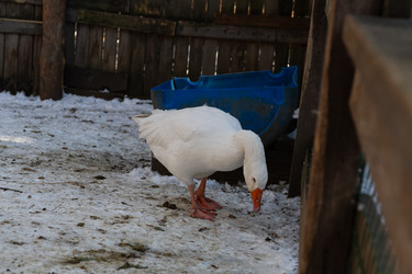 Similar image 21976561