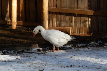 Similar image 21976564