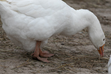 Similar image 21976565