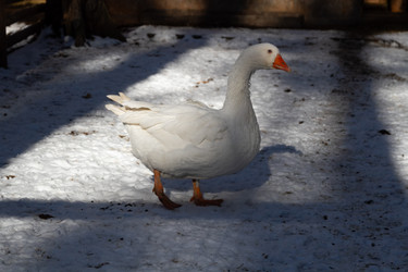 Similar image 21976566