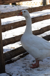 Similar image 21976567