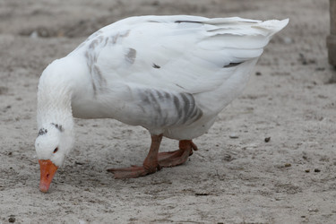 Similar image 21976568