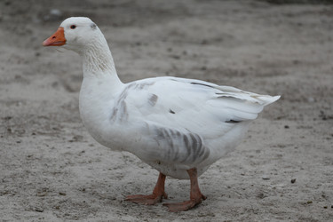 Similar image 21976569