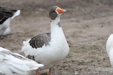 Similar image 21976571