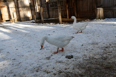 Similar image 21976572