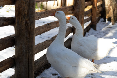 Similar image 21976573