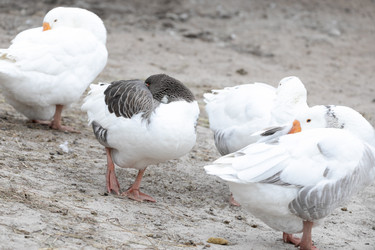 Similar image 21976574