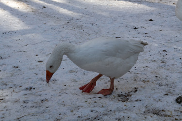 Similar image 21976576