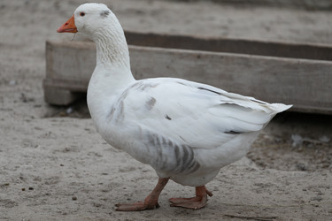 Similar image 21976578