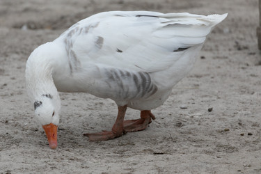 Similar image 21976579