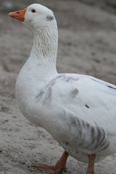 Similar image 21976581