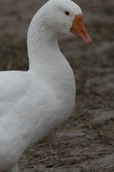 Similar image 21976582