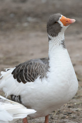 Similar image 21976583