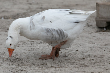 Similar image 21974418