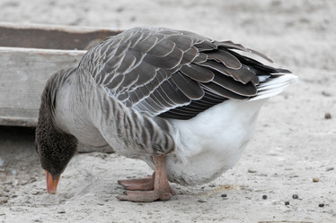 Similar image 21974419