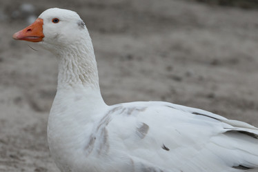 Similar image 21974420