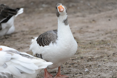 Similar image 21974422