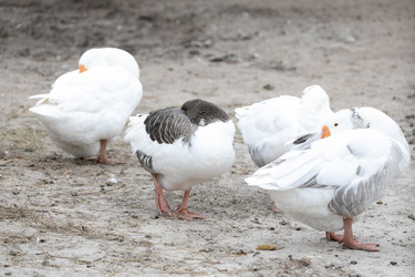 Similar image 21974423