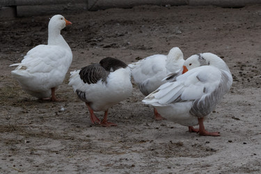 Similar image 21976026